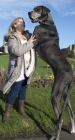 現今世界最高大的狗站立2.16米_最大的狗