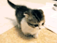 20150306-1.gif