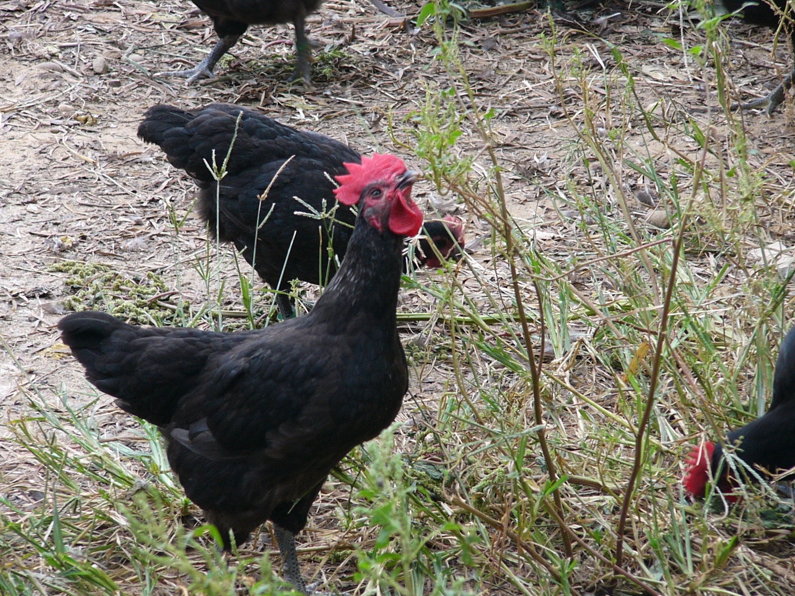 黑羽母雞.JPG
